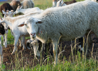 Sheep and goats graze in the meadow. In the foreground is a curious sheep with a red mark. Selective focus.