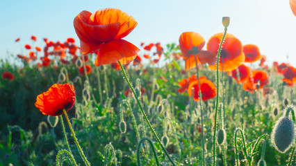 Summer poppy flowers on green field