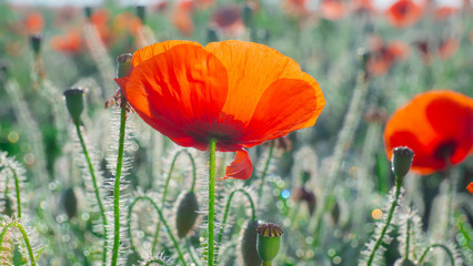 Summer poppy flowers on green field