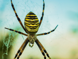 Wasp spider Argiope bruennichi. orb-web Insect with yellow stripes, web pattern. green grass background, macro view, horizontal soft focus. Large striped yellow and black spider on its web macro