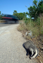Europäischer Dachs (Meles meles) - European badger © bennytrapp