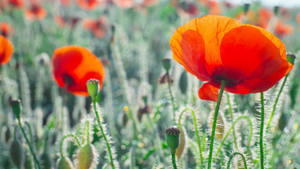 Summer poppy flowers on green field