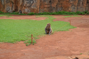 Monkeys in Hainan safari park China