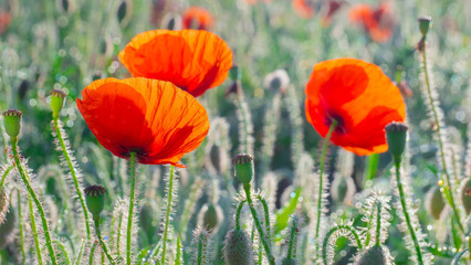 Summer poppy flowers on green field