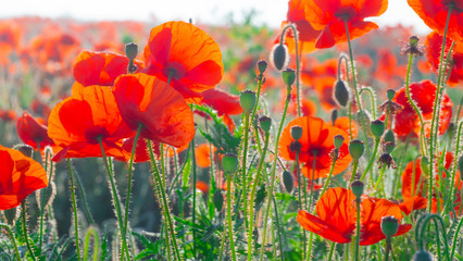Summer poppy flowers on green field