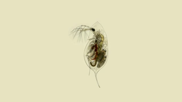 plankton, Daphnia under the microscope, water flea, species Daphnia galeata, is a zooplankton crustacean, the head looks like a pointed helmet, which, depending on the season, may decrease or increase