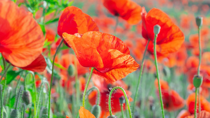 Summer poppy flowers on green field