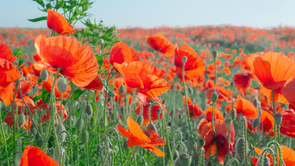 Obraz premium Summer poppy flowers on green field