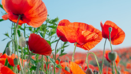 Naklejka premium Summer poppy flowers on green field