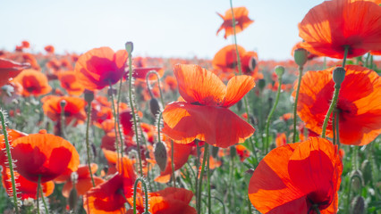 Fototapeta premium Summer poppy flowers on green field