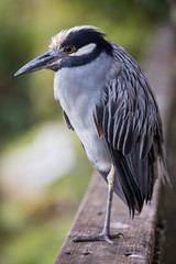 Yellow crowned Night Heron, Florida wildlife