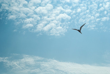 Light blue sky with clouds and a bird on the right side. Copy space.