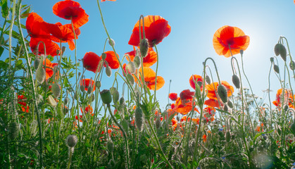 Summer poppy flowers on green field
