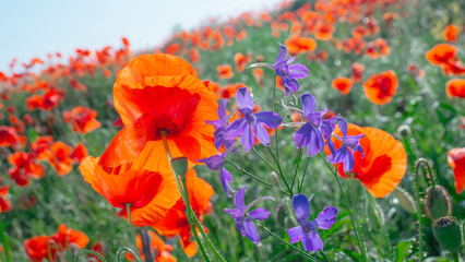 Summer poppy flowers on green field
