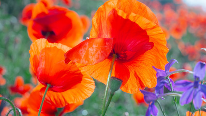 Summer poppy flowers on green field