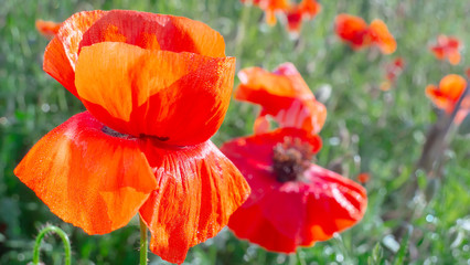 Fototapeta premium Red wild poppy flower in a field at sunrise
