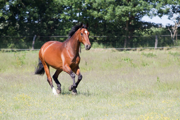 Fototapeta premium Koń biegnie wolny na letnim pastwisku