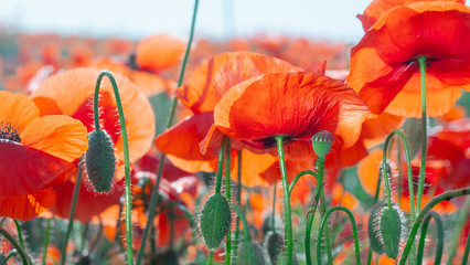 Red wild poppy flower in a field at sunrise