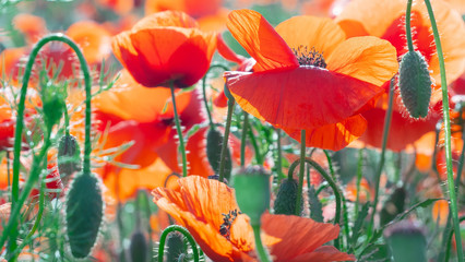 Summer poppy flowers on green field