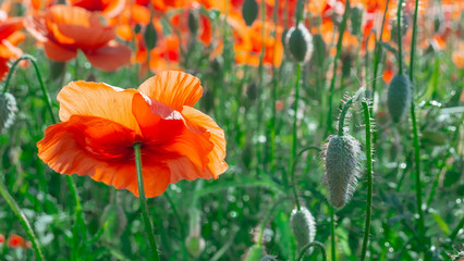 Summer poppy flowers on green field