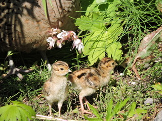 Small chicks of partridge in the grass