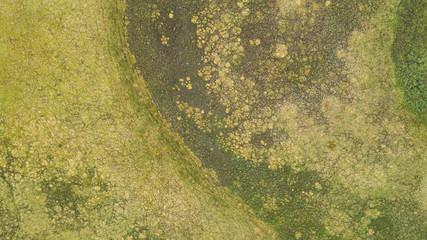 Obraz na płótnie Canvas Aerial view on forest swamps with multiple animal crossing paths. Abstract background.