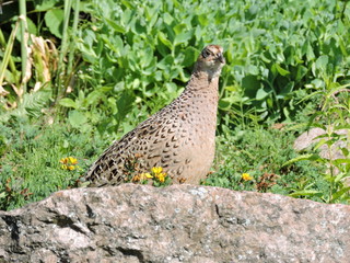 Grey partridge in green grass