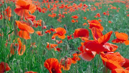 Summer poppy flowers on green field