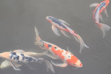 Koi Fish in pond at Imperial East Gardens in Tokyo, Japan