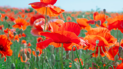 Summer poppy flowers on green field
