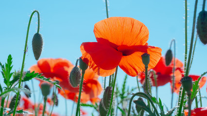 Fototapeta premium Summer poppy flowers on green field