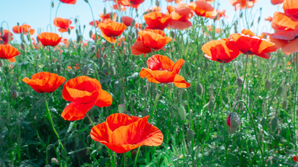 Summer poppy flowers on green field