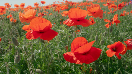 Summer poppy flowers on green field