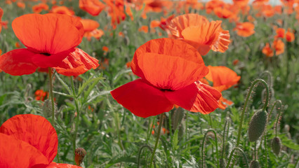Fototapeta premium Summer poppy flowers on green field
