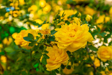 Yellow dogrose Bush in bloom on a bright sunny day