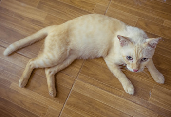 i am handicapped and so sick