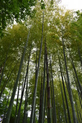Fototapeta premium Bamboo Forest in the Imperial East Gardens, Tokyo, Japan