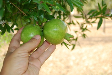 Testing the Pomegranate Fruit on Tree
