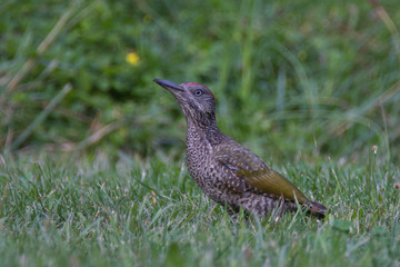 Picus viridis