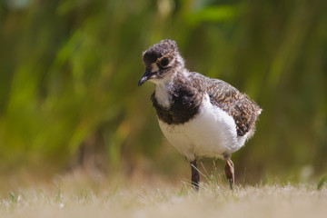 Kiebitz Jungvogel