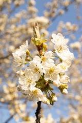 Beautiful spring flowers bloom on the tree. View of beautiful pink apple blossoms