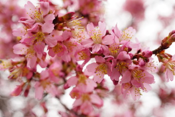 Fototapeta na wymiar 長徳寺のオカメ桜