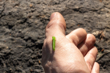 The caterpillar crawls on the arm. The fragility of life. Green caterpillar in natural light.