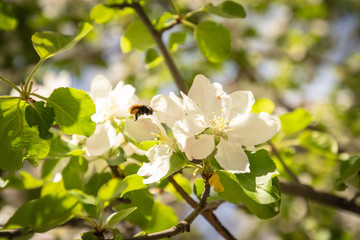 Close-up of apple blossoms in springtime. View of beautiful pink apple blossoms
