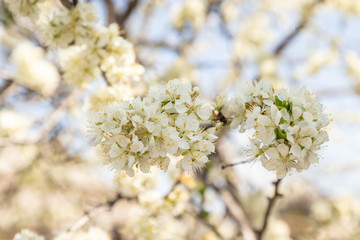Spring pink apple blossoms