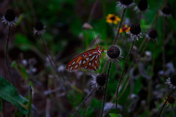 Fototapeta na wymiar Butterfly resting on spent flowers