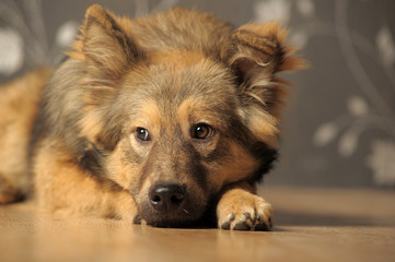 brown cute dog metis lies on the floor