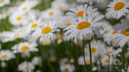 Chamomiles in the summer field close-up