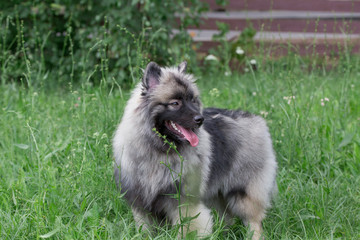 Deutscher wolfspitz is standing on a green meadow. Keeshond or german spitz. Pet animals.