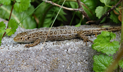 Mauereidechse beim Sonnenbad.